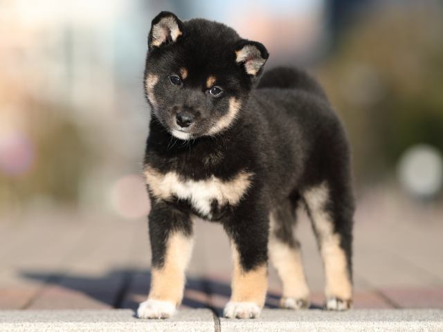AI5I3491-puppy AI5I3491-puppy