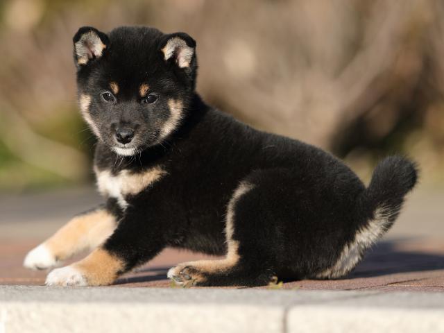 AI5I3497-puppy AI5I3497-puppy