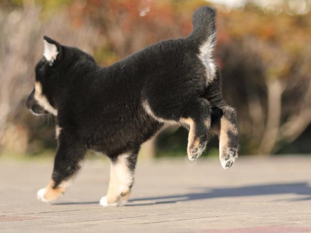 AI5I3548-puppy AI5I3548-puppy