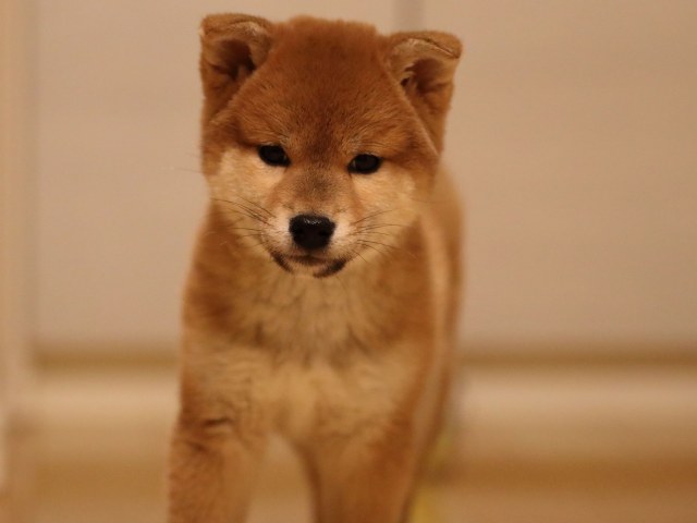 AI5I3911-puppy AI5I3911-puppy