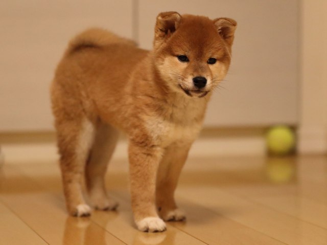 AI5I3929-puppy AI5I3929-puppy