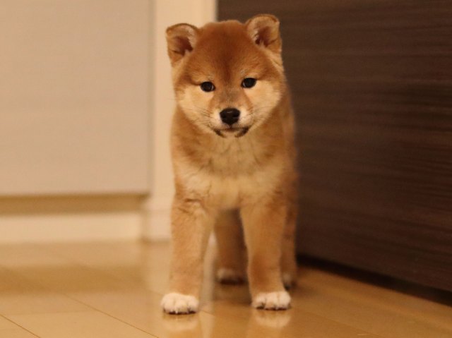 AI5I3959-puppy AI5I3959-puppy
