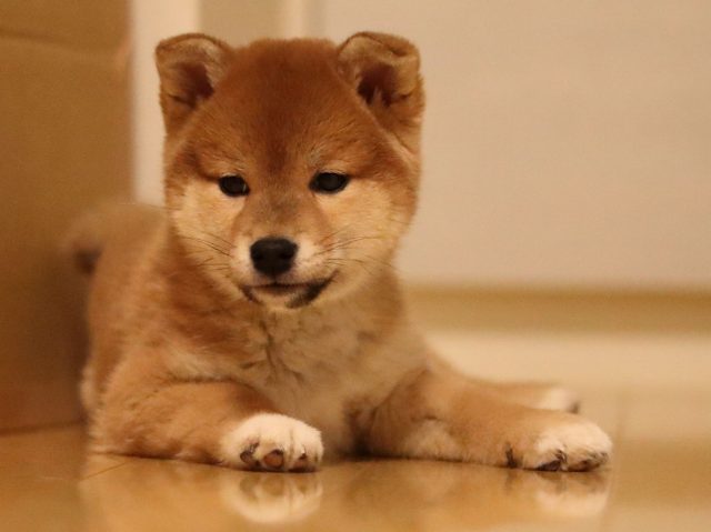 AI5I3963-puppy AI5I3963-puppy