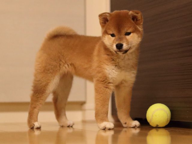 AI5I3977-puppy AI5I3977-puppy