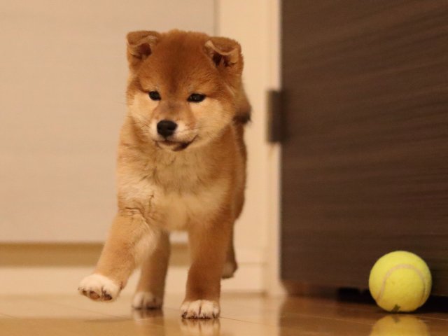 AI5I3980-puppy AI5I3980-puppy