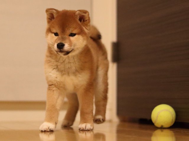 AI5I3981-puppy AI5I3981-puppy