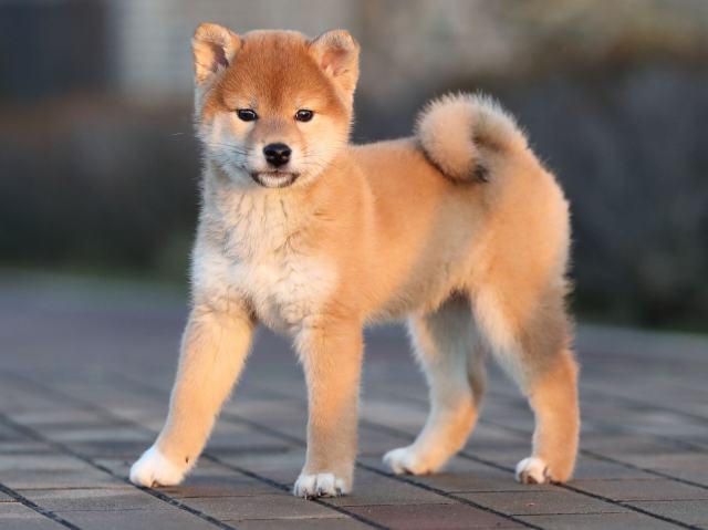AI5I5119-puppy AI5I5119-puppy