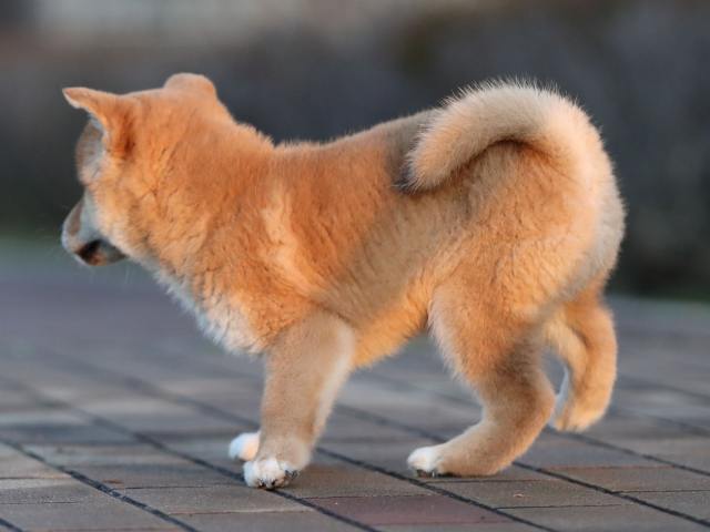 AI5I5125-puppy AI5I5125-puppy