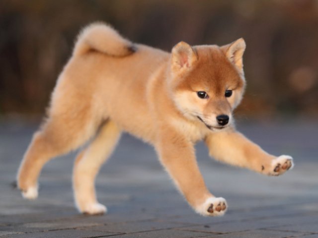 AI5I5151-puppy AI5I5151-puppy