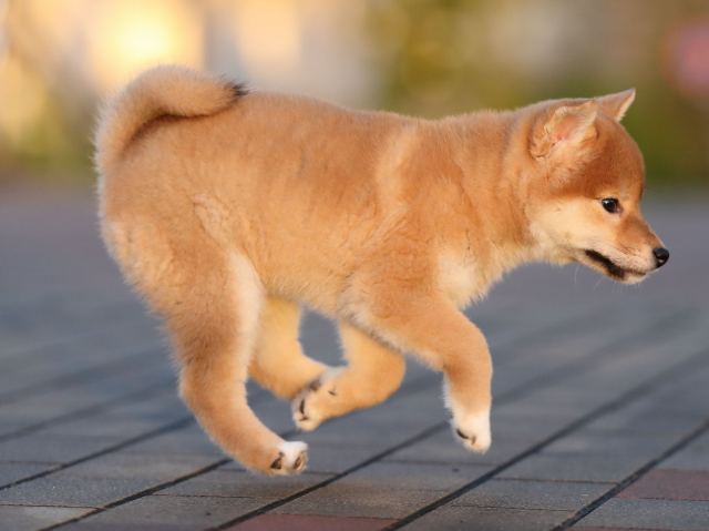 AI5I5159-puppy AI5I5159-puppy
