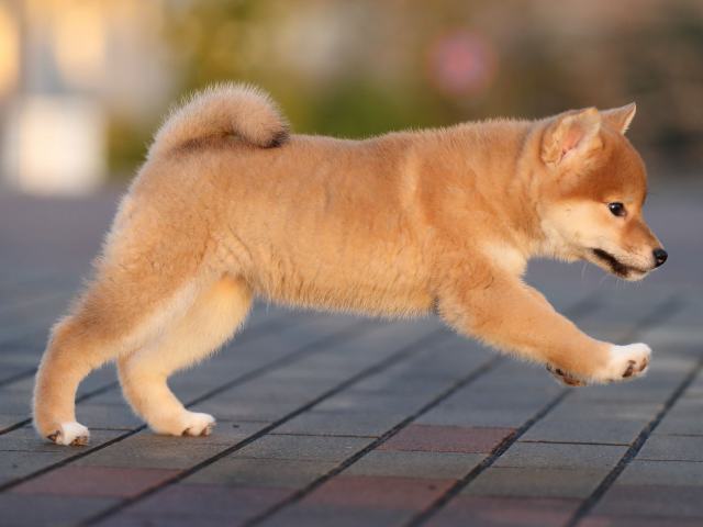 AI5I5160-puppy AI5I5160-puppy