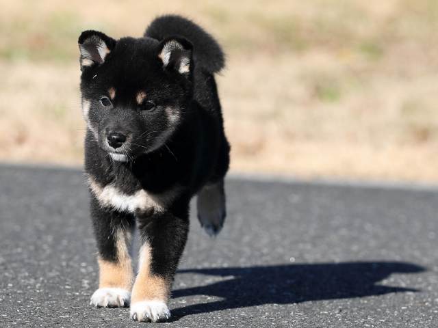 AI5I6384-puppy AI5I6384-puppy