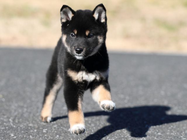 AI5I6390-puppy AI5I6390-puppy