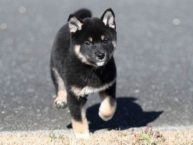 AI5I6403-puppy AI5I6403-puppy