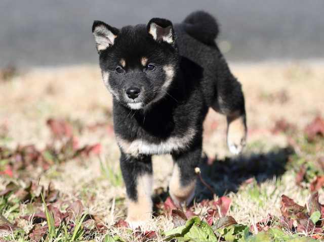 AI5I6414-puppy AI5I6414-puppy