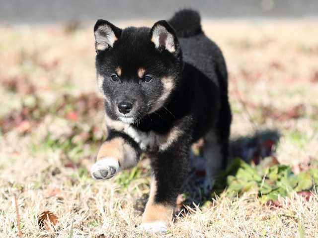 AI5I6416-puppy AI5I6416-puppy
