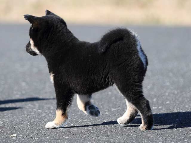 AI5I6424-puppy AI5I6424-puppy