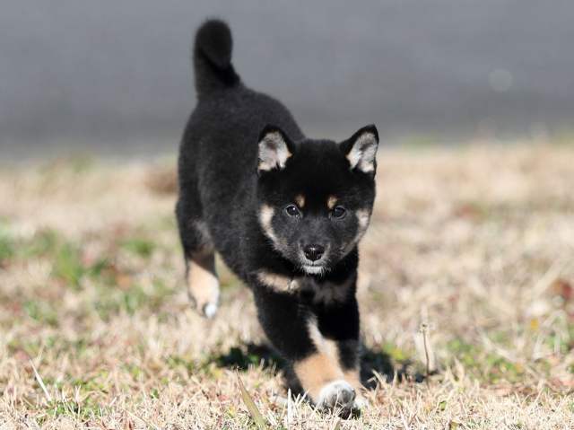 AI5I6434-puppy AI5I6434-puppy