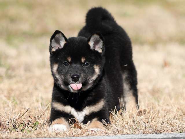 AI5I6465-puppy AI5I6465-puppy