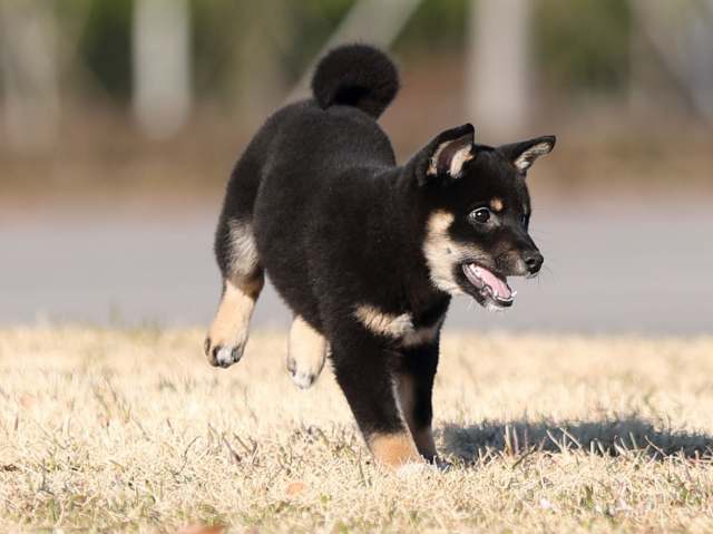 AI5I8747-puppy AI5I8747-puppy