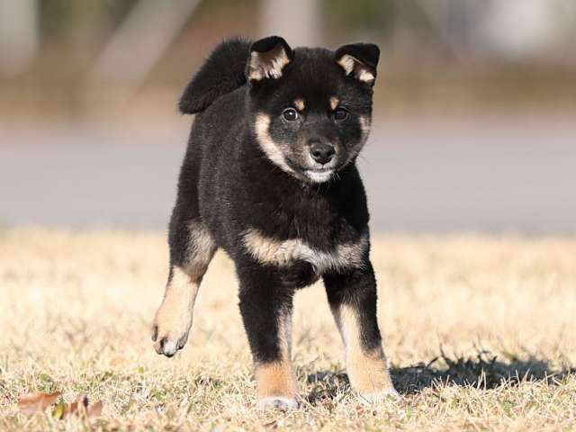AI5I8755-puppy AI5I8755-puppy