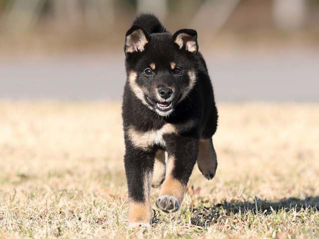 AI5I8758-puppy AI5I8758-puppy
