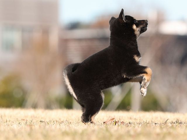 AI5I8797-puppy AI5I8797-puppy