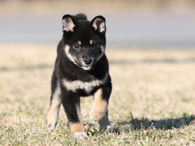 AI5I8966-puppy AI5I8966-puppy