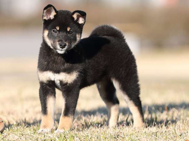 AI5I9025-puppy AI5I9025-puppy