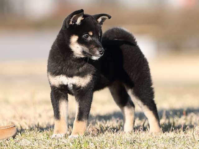 AI5I9033-puppy AI5I9033-puppy
