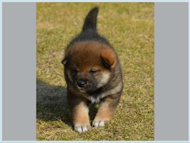 dsc_5634-puppy dsc_5634-puppy