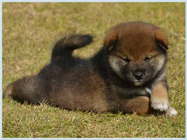 dsc_5643-puppy dsc_5643-puppy