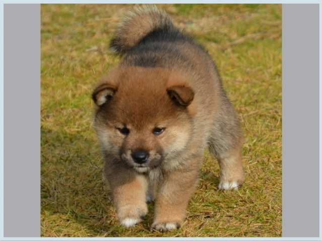 dsc_5711-puppy dsc_5711-puppy