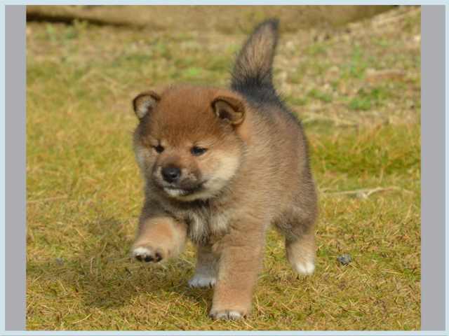 dsc_5734-puppy dsc_5734-puppy