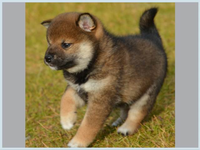 dsc_5764-puppy dsc_5764-puppy