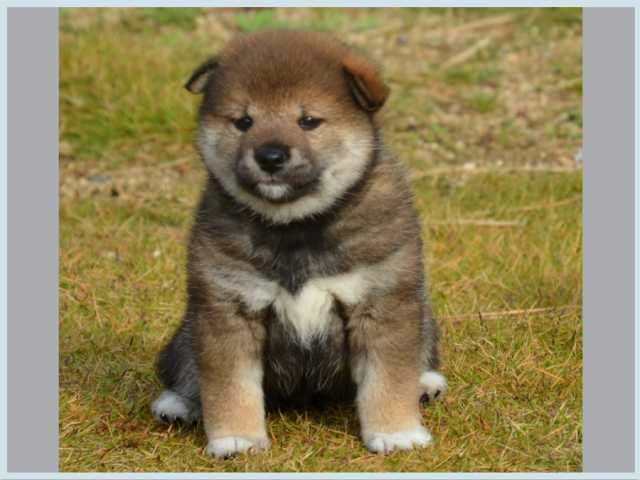 dsc_5798-puppy dsc_5798-puppy