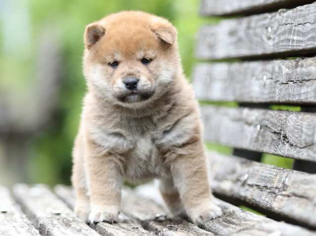 fp5a2139-puppy fp5a2139-puppy