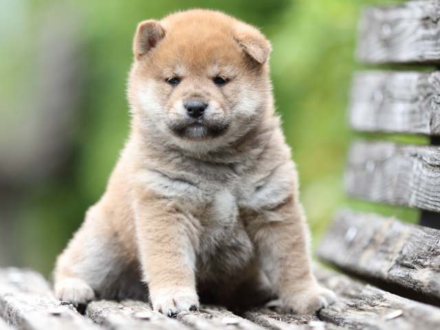 fp5a2161-puppy fp5a2161-puppy