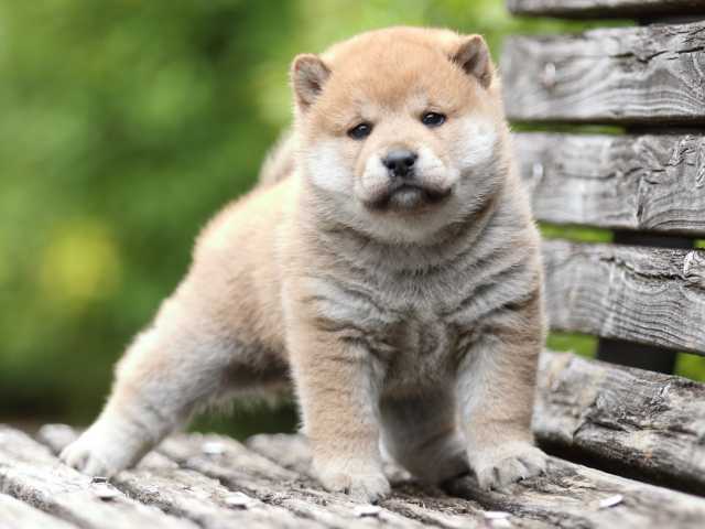 fp5a2201-puppy fp5a2201-puppy