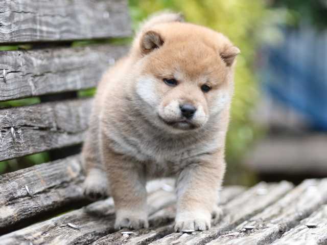 fp5a2258-puppy fp5a2258-puppy