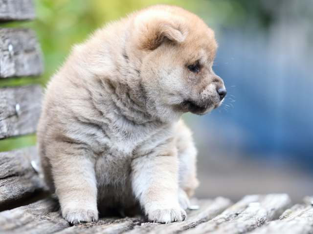 fp5a2314-puppy fp5a2314-puppy