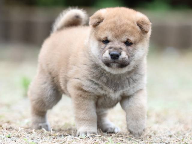 fp5a2368-puppy fp5a2368-puppy