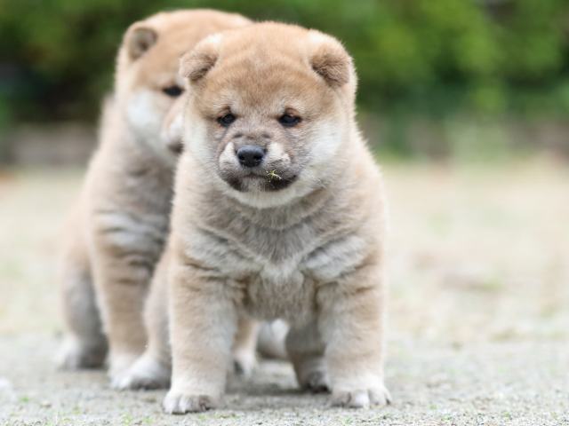 fp5a2375-puppy fp5a2375-puppy