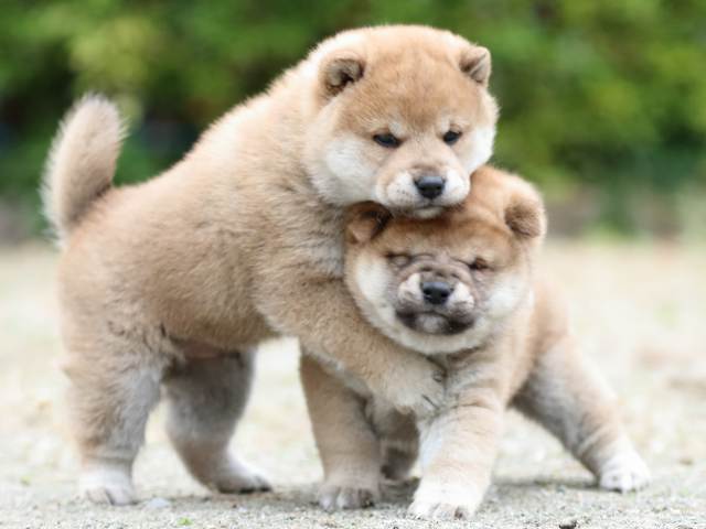 fp5a2385-puppy fp5a2385-puppy