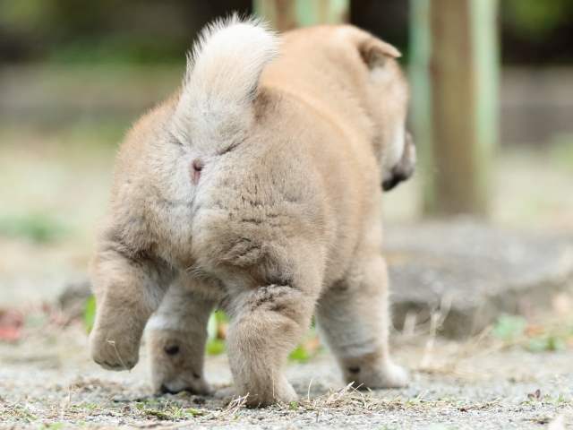 fp5a2392-puppy fp5a2392-puppy