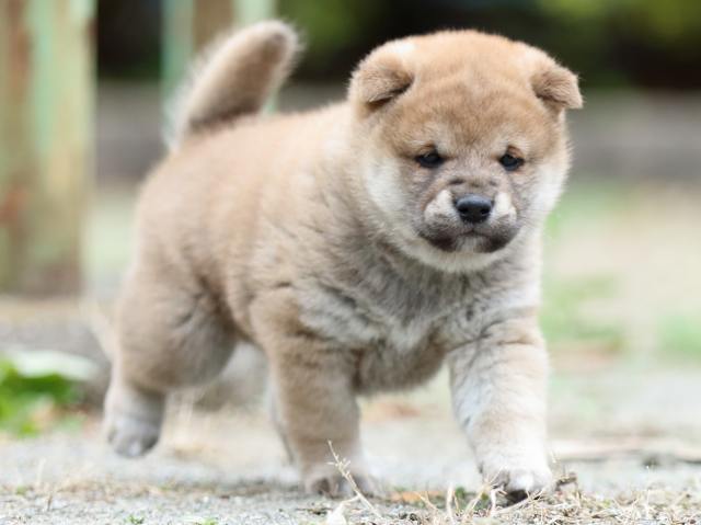 fp5a2401-puppy fp5a2401-puppy