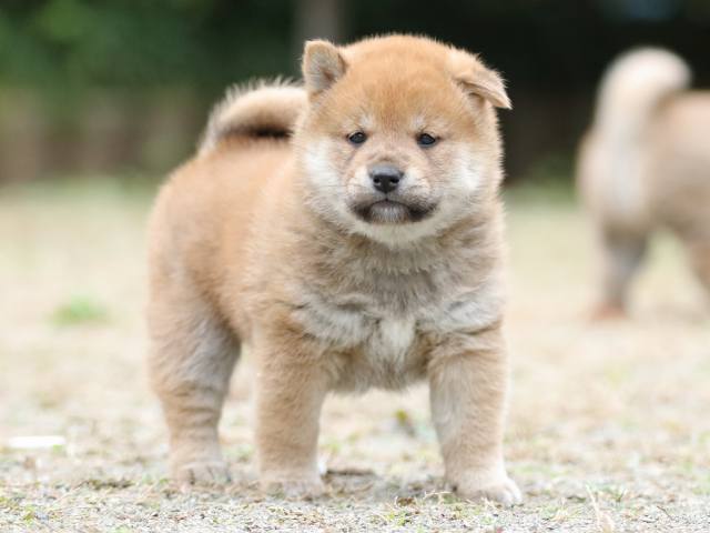 fp5a2427-puppy fp5a2427-puppy