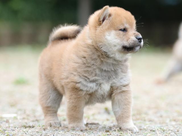 fp5a2431-puppy fp5a2431-puppy
