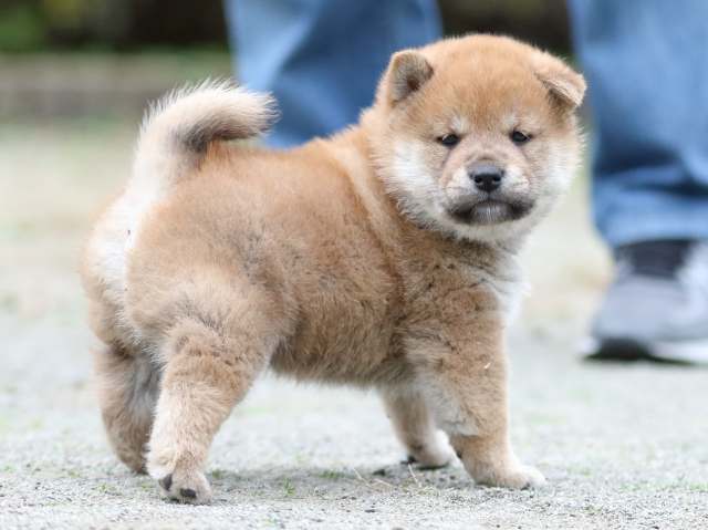 fp5a2460-puppy fp5a2460-puppy