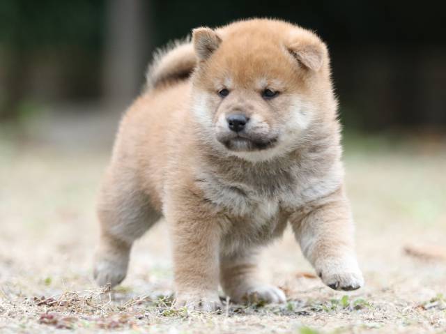 fp5a2498-puppy fp5a2498-puppy